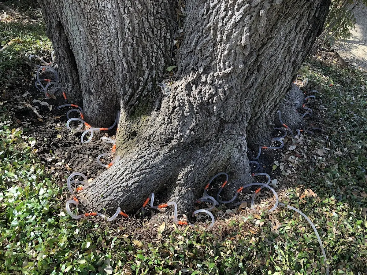 Detailed Tree Cabling and Bracing job site in Minden