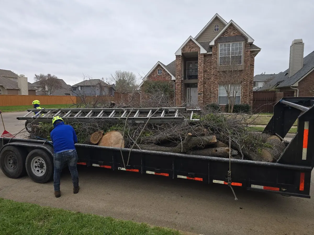 Expert Tree Pest Control with proper safety equipment in Minden